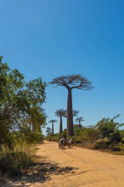 Morondava, Madagaskar - 29 Mayıs 2023: Baobab ağaçlarıyla dolu bir cadde ve Madagaskar 'da Morondava yakınlarındaki Zebu' dan bir öküz arabası.
