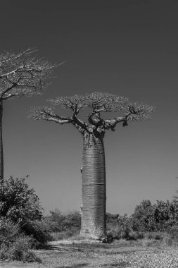 Morondava 'daki efsanevi Baobab Caddesi' nde tek baobab. Madagaskar 'ın ikonik dev endemisi. siyah beyaz