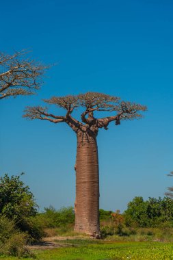 Morondava 'daki efsanevi Baobab Caddesi' nde tek baobab. Madagaskar 'ın ikonik dev endemisi. dikey