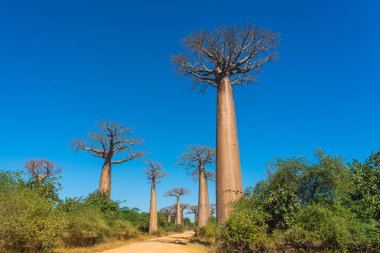 Baobab ağaçlarıyla gündüz vakti Madagaskar 'da Morondava yakınlarında olduğu iddia ediliyor.