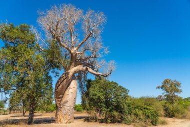 Morondava 'daki Baobab ağacı sokağında aşk baobabları. mavi gökyüzü arkaplanı