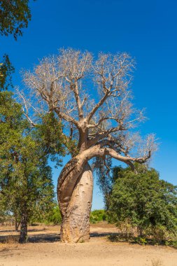 Morondava 'daki Baobab ağacı sokağında aşk baobabları. mavi gökyüzü arkaplanı dikey