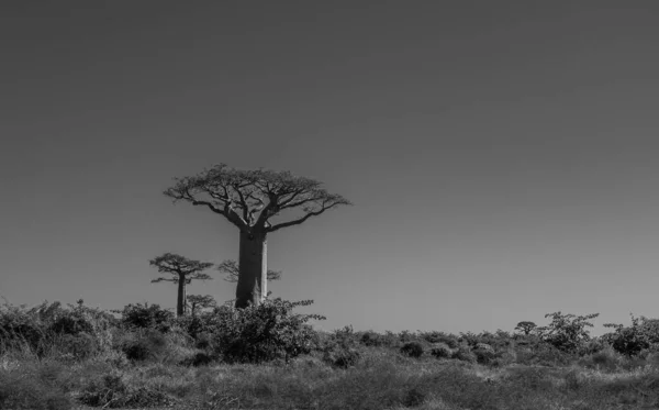 Majomkenyérfa Gyönyörű Sikátora Legendás Avenue Baobab Fák Morondava Madagaszkár Ikonikus — Stock Fotó