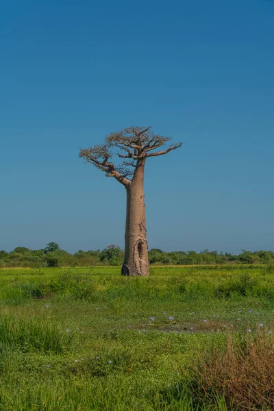 Belo Beco Baobás Avenida Lendária Baobás Morondava Icônica Gigante Endêmica — Fotografia de Stock