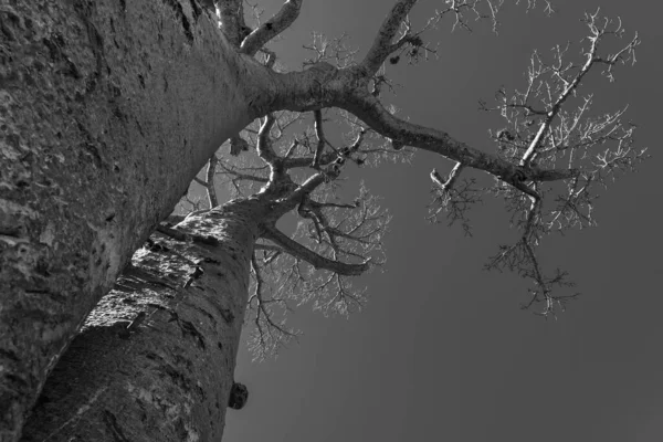 Прекрасная Аллея Баобабов Легендарный Проспект Баобаба Морондаве Гигантская Эндемика Мадагаскара — стоковое фото