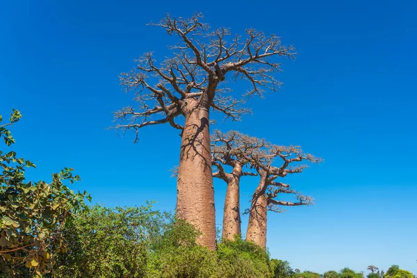 Belle Allée Baobabs Légendaire Avenue Des Baobabs Morondava Géant Emblématique — Photo