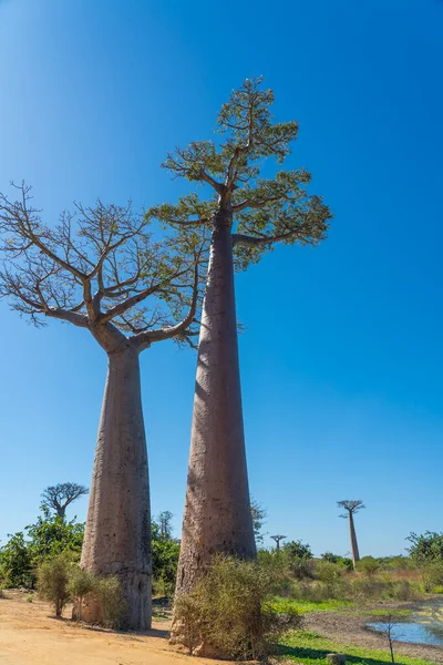 Allee Mit Baobab Bäumen Der Nähe Von Morondava Madagaskar Senkrecht — Stockfoto