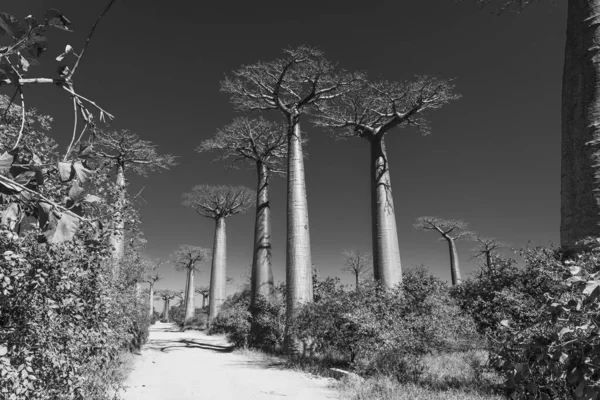 Belo Beco Baobás Avenida Lendária Baobás Morondava Madagáscar Floresta Única — Fotografia de Stock