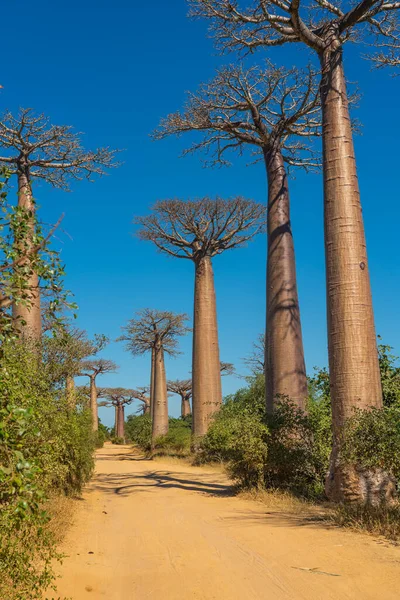 Sandig Orange Straße Der Schönen Alley Baobabs Legendäre Allee Der — Stockfoto