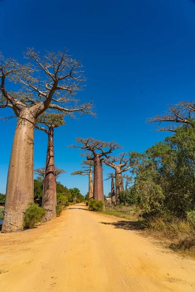 Belle Ruelle Baobabs Avenue Sans Personnes Baobabs Morondava Endémique Géante — Photo