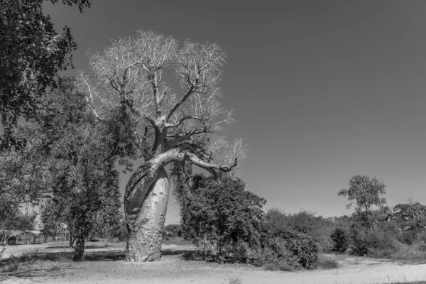 Baobabs of love near the Baobab trees alley in Morondava. black white