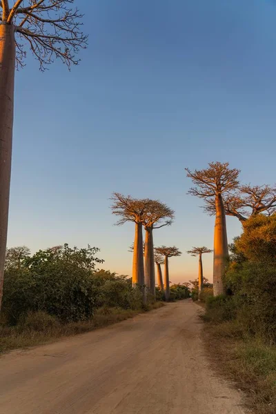 Baobab ağaçlarıyla gün batımında Madagaskar 'da Morondava yakınlarında oldukları iddia ediliyor.