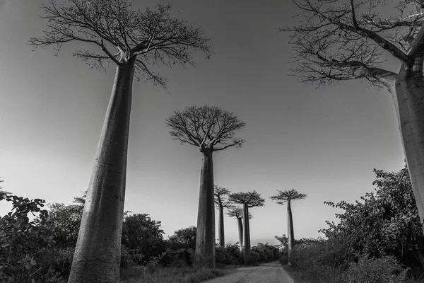 Black white picture of the avenue with the Baobab trees allee near Morondava in Madagascar