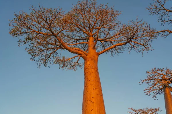 Ein Einziger Baobab Der Legendären Allee Der Baobab Bäume Morondava — Stockfoto