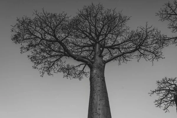 Jeden Baobab Legendární Třídě Baobabů Morondavě Madagaskar Ikonický Obří Endemický — Stock fotografie