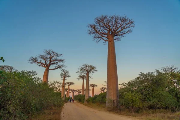 Coucher Soleil Sur Avenue Avec Les Baobabs Près Morondava Madagascar — Photo