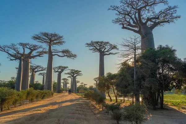 Précédent View Bike Rickshaw Avenue Baobab Trees Allee Morondava Madagascar — Photo