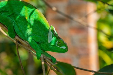 Yeşil bukalemun, yeşil yapraklı Calumma gastrotaenia, Madagaskar, Afrika. Vesikalık resmi kapat