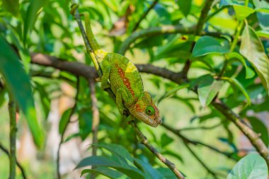 Yeşil çizgili Chameleon, yeşil yapraklı dallı, Madagaskar, Afrika. Kapat.