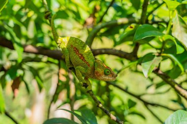 Yeşil çizgili Chameleon, yeşil yapraklı dallı, Madagaskar, Afrika. Kapat.