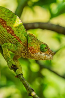 Yeşil çizgili Chameleon, yeşil yapraklı dallı, Madagaskar, Afrika. dikey kapat