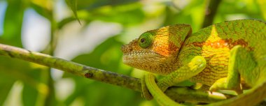 Yeşil yapraklı yeşil bukalemun çizgisi, Madagaskar 'da yakın çekim.