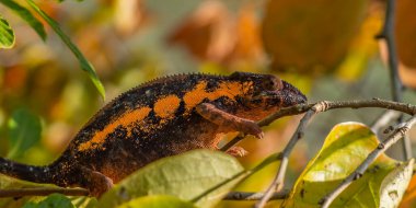Kahverengi turuncu bukalemun, arka planda yapraklar, Madagaskar, Afrika 'da dallara yakın..