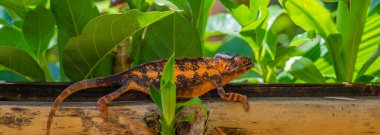 Kahverengi turuncu bukalemun, arka planda yapraklar, Madagaskar, Afrika 'da dallara yakın..