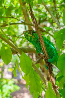 Yeşil bukalemun, yeşil yapraklı Calumma gastrotaenia, Madagaskar, Afrika. dikey