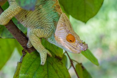 Beyaz başlı turkuaz sarı gözlü Chameleon yeşil yapraklı dallara yakın çekim yapıyor, Madagaskar