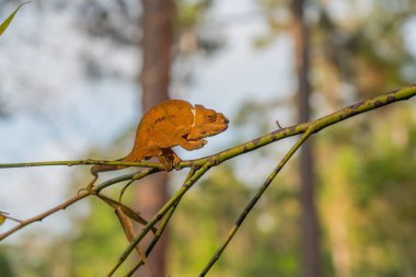 Kahverengi Bukalemun arka planda ağaçlar olan bir dalda, Madagaskar, Afrika.