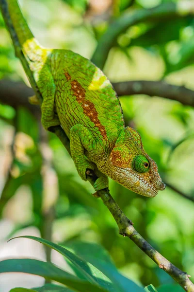 Groen Met Braun Lijn Kameleon Tak Met Groene Bladeren Madagaskar — Stockfoto