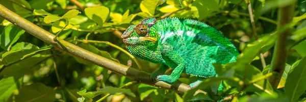 stock image Green Chameleon close up colorful headshot on a branch with green leaves, Madagascar, Africa