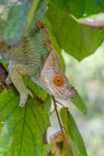 White head turquoise colored Chameleon close up headshot on branch with green leaves, Madagascar vertical