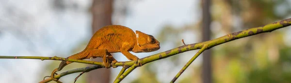 Kameleon Brązowy Gałęzi Drzewami Tle Madagaskar Afryka Cięcie Panoramy — Zdjęcie stockowe