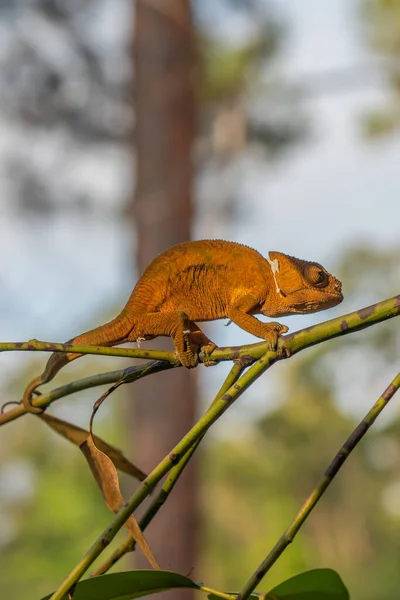 Brown Chameleon Větvi Stromy Pozadí Madagaskar Afrika Vertikální — Stock fotografie