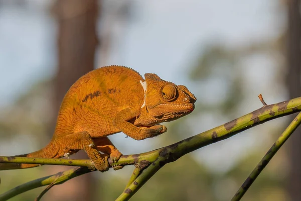 Braunes Chamäleon Auf Einem Ast Mit Bäumen Hintergrund Madagaskar Afrika — Stockfoto