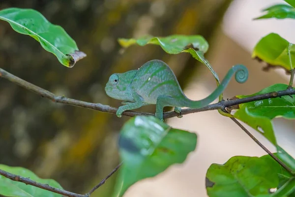 Зеленый Хамелеон Ветке Зелеными Листьями Мадагаскар Африка — стоковое фото