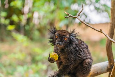 Siyah lemurlar, Eulemur macaco, Madagaskar 'da sarı gözlü ayrıntılı portreye bakın..