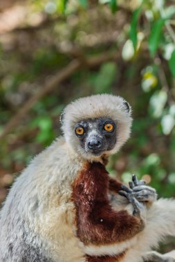 Madagaskar adasındaki Andasibe yağmur ormanlarındaki doğal ortamında bir sifaka 'dan yakın çekim.