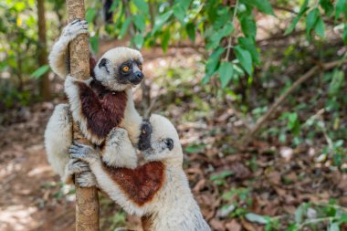 Madagaskar 'daki Andasibe yağmur ormanlarındaki doğal ortamında iki sönmüş sifaka' dan yaklaşıyoruz.