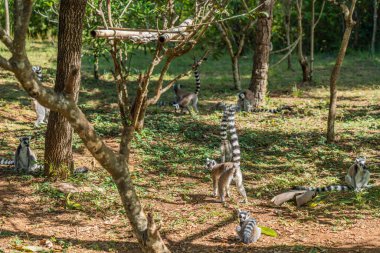 Bir grup halka kuyruklu Lemur ya da Madagaskar 'daki Ulusal Park' ta katta Lemur.