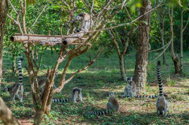 Bir grup halka kuyruklu Lemur ya da Madagaskar 'daki Ulusal Park' ta katta Lemur.