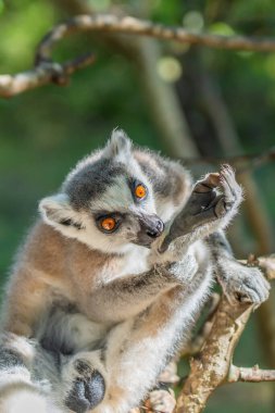 Halka kuyruklu Lemur 'a ya da Madagaskar' daki Ulusal Park 'taki Catta Lemur' a yakın durun.