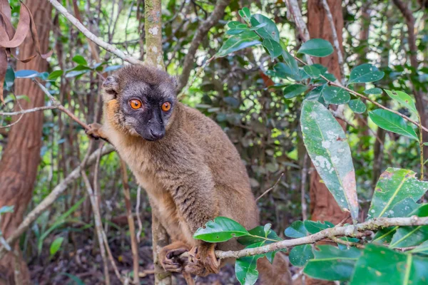 Portrait Maki Brun Lémurien Gros Plan Lémurien Dans Forêt Madagascar — Photo