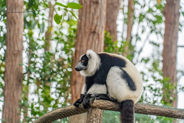 Maki Fekete Fehér Maki Fákon Természetben Andasibe Nemzeti Park Madagaszkár — Stock Fotó