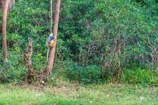 Sifaka Lemur Nella Foresta Pluviale Andasibe Sull Isola Madagascar — Foto Stock