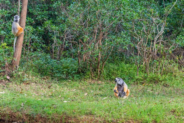 Sifaka Lemur Selva Andasibe Isla Madagascar — Foto de Stock