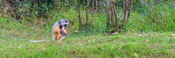 Limoeiro Sifaka Floresta Tropical Andasibe Ilha Madagáscar — Fotografia de Stock