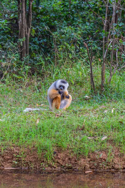 Sifaka Lemur Vid Regnskogen Andasibe Madagaskar Vertikal — Stockfoto